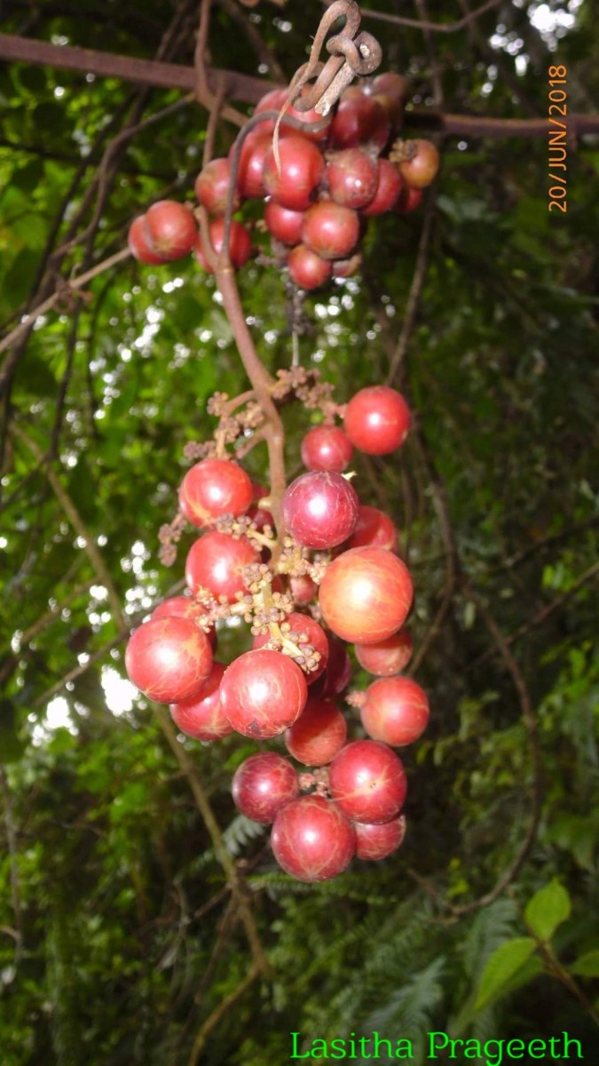 Ampelocissus indica (L.) Planch.